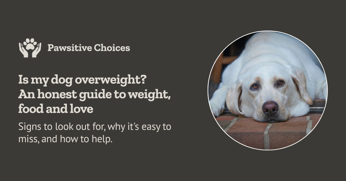 Is my dog overweight