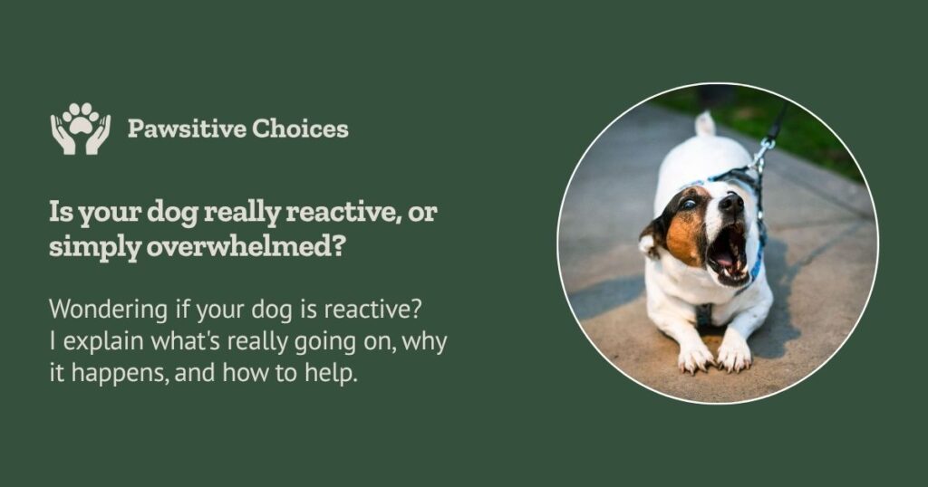 Is my dog reactive