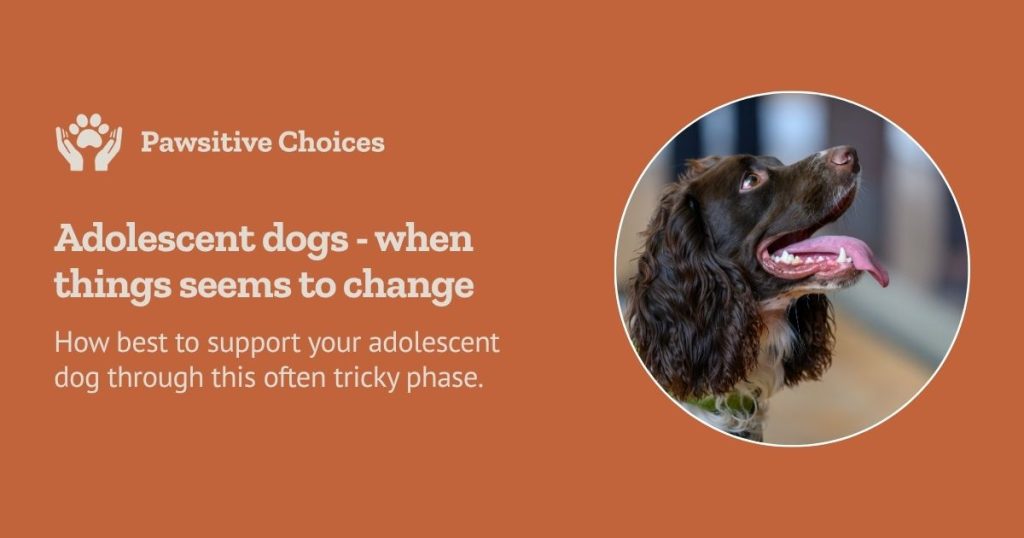 adolescent dogs when things start to change