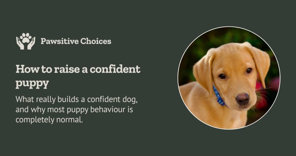 How to raise a confident puppy