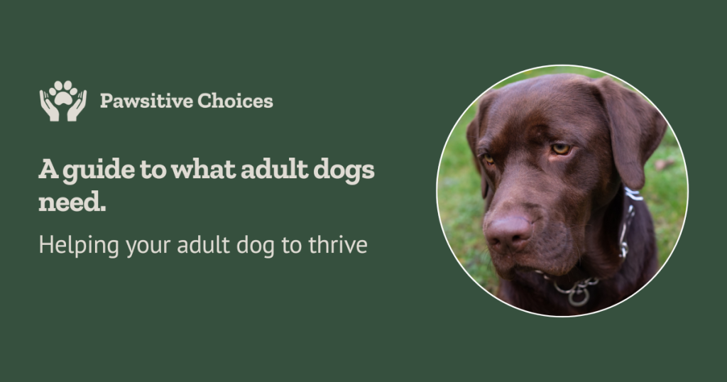 Pawsitive choices dog behaviourist dog trainer. adult dogpng