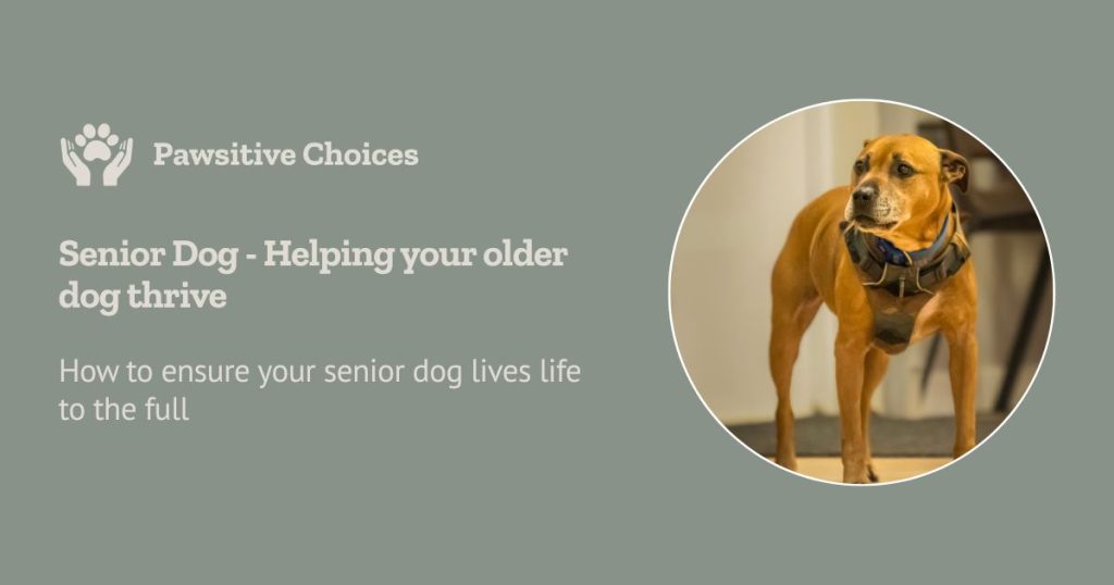 Senior dog