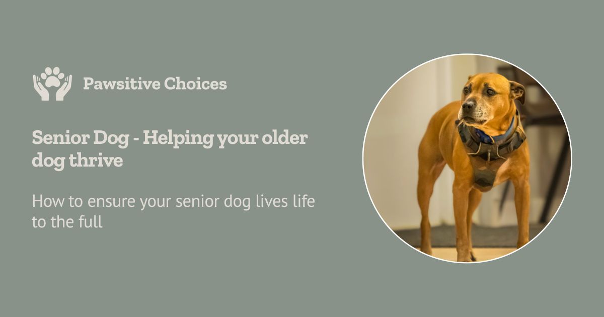 Senior dog